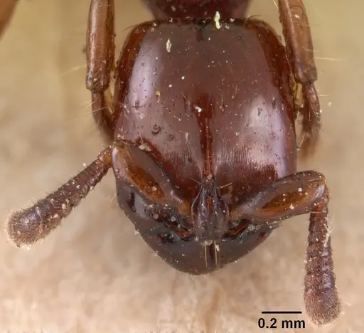 Acanthostichus kirbyi specimen CASENT0102001 image casent0102001_2