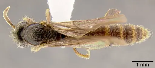 Acanthostichus kirbyi specimen CASENT0106071 image casent0106071_1