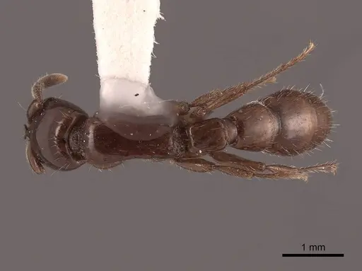 Acanthostichus kirbyi specimen FMNHINS0000062998 image fmnhins0000062998_1