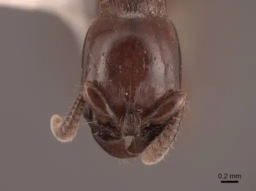 Acanthostichus kirbyi specimen FMNHINS0000062998 image fmnhins0000062998_2