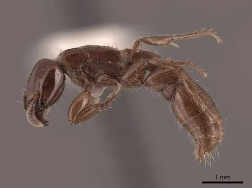 Acanthostichus kirbyi specimen FMNHINS0000062998 image fmnhins0000062998_3