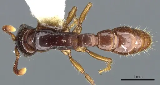 Acanthostichus laevigatus specimen CASENT0903669 image casent0903669_1