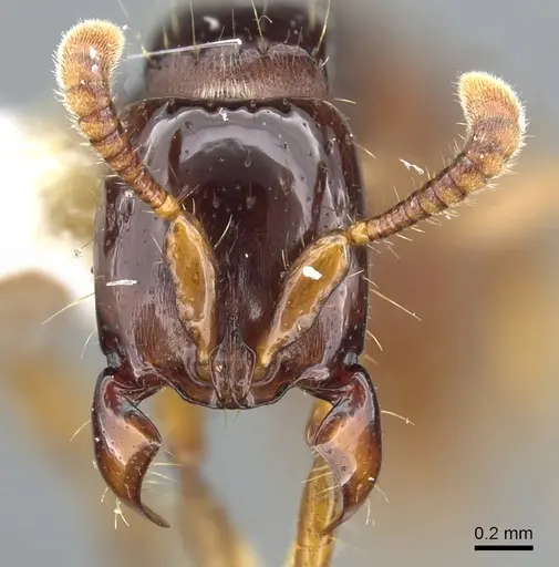 Acanthostichus laevigatus specimen CASENT0903669 image casent0903669_2