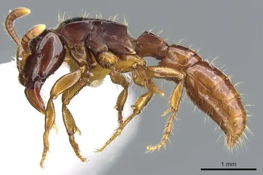 Acanthostichus laevigatus specimen CASENT0903669 image casent0903669_3