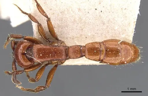 Acanthostichus laticornis specimen CASENT0907071 image casent0907071_1
