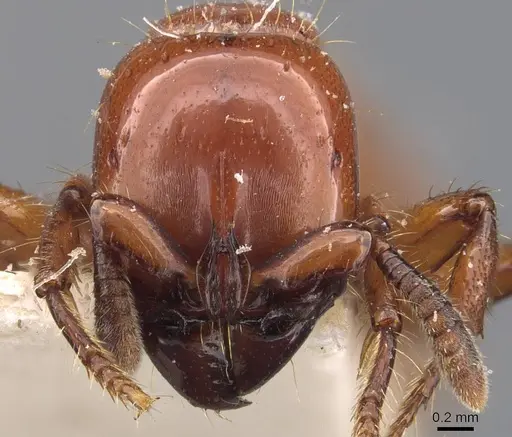 Acanthostichus laticornis specimen CASENT0907071 image casent0907071_2