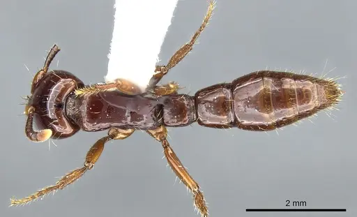 Acanthostichus lattkei specimen CASENT0903671 image casent0903671_1