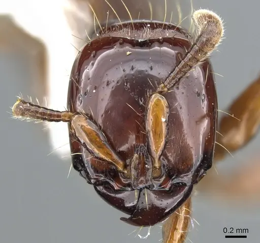 Acanthostichus lattkei specimen CASENT0903671 image casent0903671_2