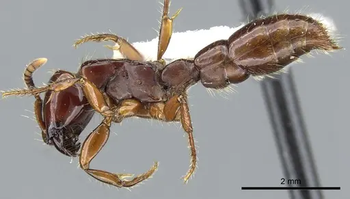 Acanthostichus lattkei specimen CASENT0903671 image casent0903671_3