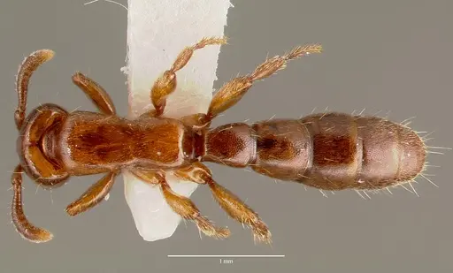 Acanthostichus punctiscapus specimen CASENT0003311 image casent0003311_1