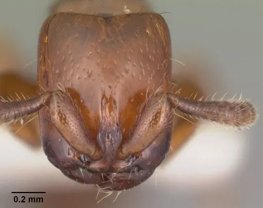 Acanthostichus punctiscapus specimen CASENT0003311 image casent0003311_2
