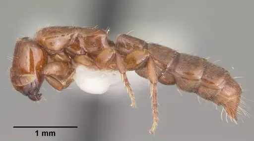 Acanthostichus punctiscapus specimen CASENT0003311 image casent0003311_3