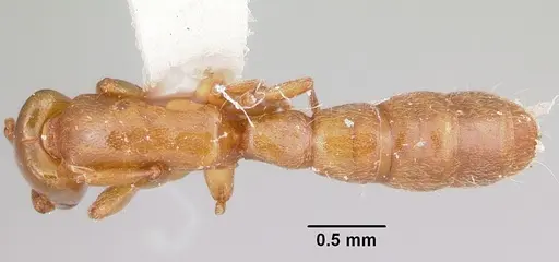 Acanthostichus punctiscapus specimen CASENT0103132 image casent0103132_1