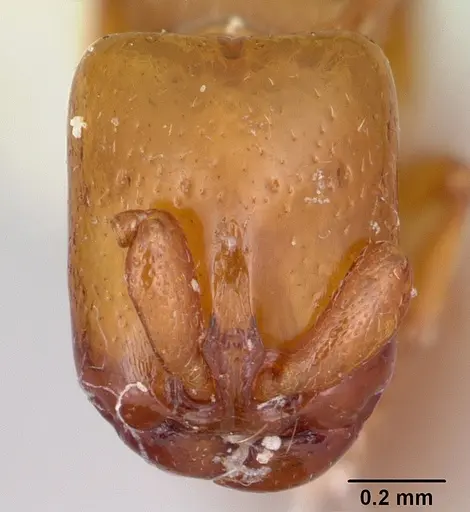 Acanthostichus punctiscapus specimen CASENT0103132 image casent0103132_2