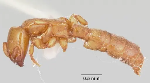 Acanthostichus punctiscapus specimen CASENT0103132 image casent0103132_3