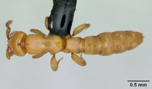Acanthostichus punctiscapus specimen CASENT0173204 image casent0173204_1