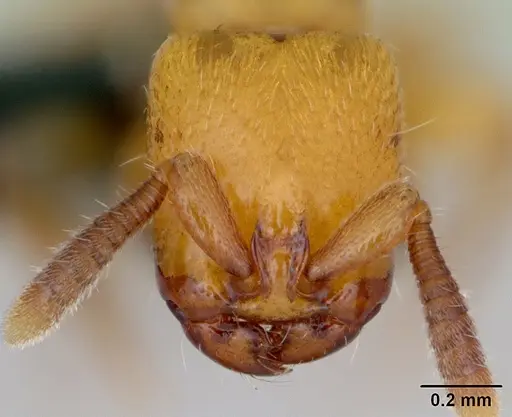 Acanthostichus punctiscapus specimen CASENT0173204 image casent0173204_2