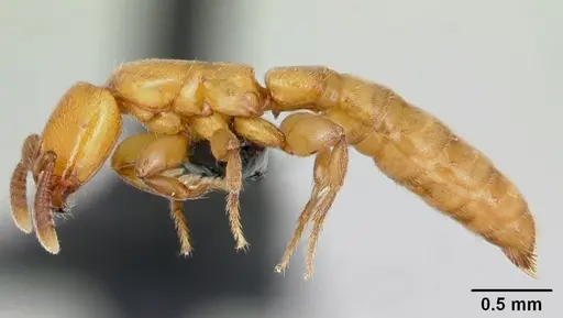 Acanthostichus punctiscapus specimen CASENT0173204 image casent0173204_3