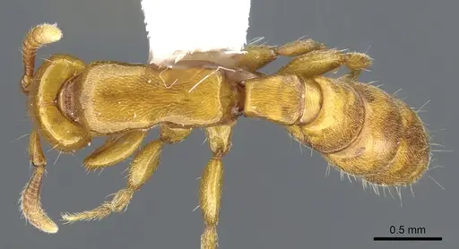 Acanthostichus punctiscapus specimen CASENT0903672 image casent0903672_1