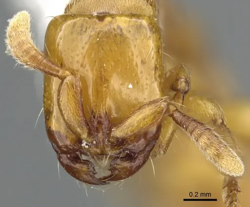 Acanthostichus punctiscapus specimen CASENT0903672 image casent0903672_2