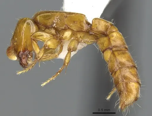 Acanthostichus punctiscapus specimen CASENT0903672 image casent0903672_3