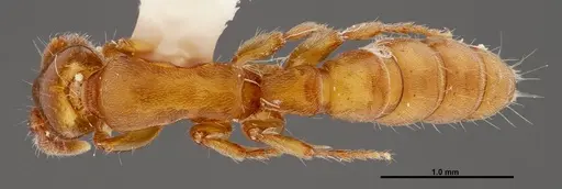 Acanthostichus punctiscapus specimen FMNHINS0000047309 image fmnhins0000047309_1