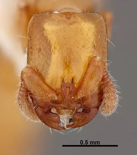 Acanthostichus punctiscapus specimen FMNHINS0000047309 image fmnhins0000047309_2