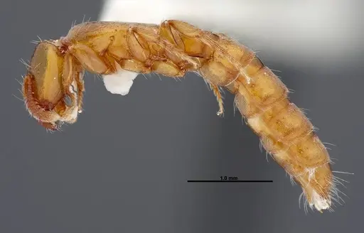 Acanthostichus punctiscapus specimen FMNHINS0000047309 image fmnhins0000047309_3