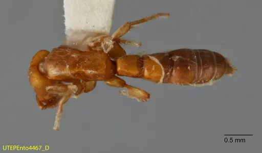 Acanthostichus punctiscapus specimen UTEPENTO4467 image utepento4467_1