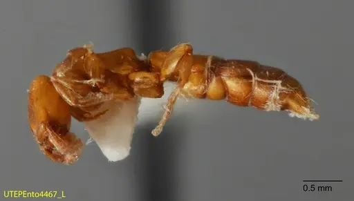 Acanthostichus punctiscapus specimen UTEPENTO4467 image utepento4467_2