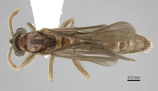 Acanthostichus quadratus specimen CASENT0249286 image casent0249286_1