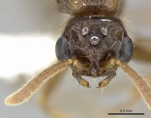 Acanthostichus quadratus specimen CASENT0249286 image casent0249286_2