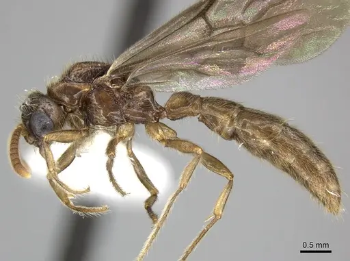 Acanthostichus quadratus specimen CASENT0249286 image casent0249286_3