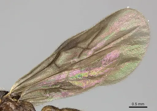 Acanthostichus quadratus specimen CASENT0249286 image casent0249286_4