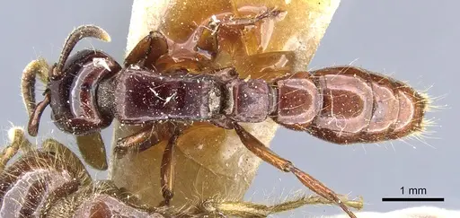 Acanthostichus quadratus specimen CASENT0903782 image casent0903782_1