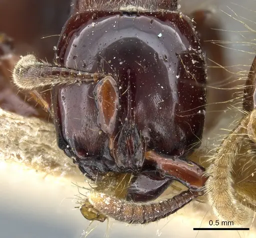 Acanthostichus quadratus specimen CASENT0903782 image casent0903782_2