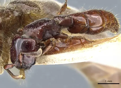 Acanthostichus quadratus specimen CASENT0903782 image casent0903782_3