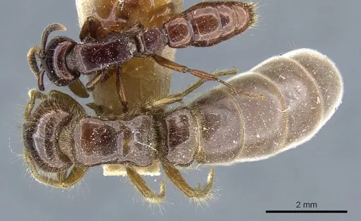 Acanthostichus quadratus specimen CASENT0903813 image casent0903813_1