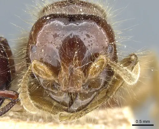 Acanthostichus quadratus specimen CASENT0903813 image casent0903813_2