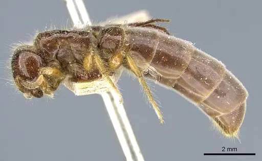 Acanthostichus quadratus specimen CASENT0903813 image casent0903813_3