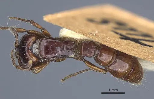 Acanthostichus quadratus specimen CASENT0916794 image casent0916794_1