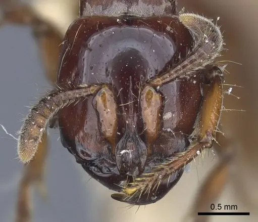 Acanthostichus quadratus specimen CASENT0916794 image casent0916794_2