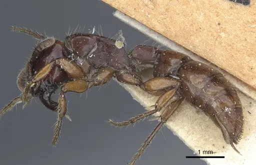 Acanthostichus quadratus specimen CASENT0916794 image casent0916794_3