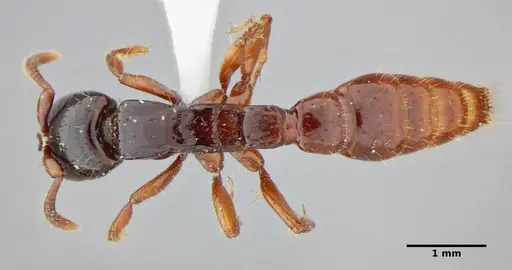 Acanthostichus quadratus specimen UFV-LABECOL-004315 image ufv-labecol-004315_1