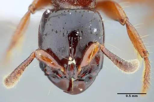 Acanthostichus quadratus specimen UFV-LABECOL-004315 image ufv-labecol-004315_2