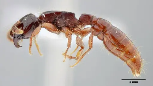 Acanthostichus quadratus specimen UFV-LABECOL-004315 image ufv-labecol-004315_3