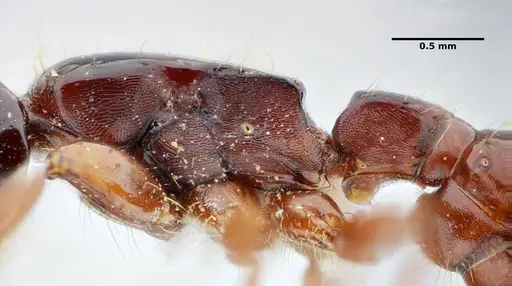 Acanthostichus quadratus specimen UFV-LABECOL-004315 image ufv-labecol-004315_4