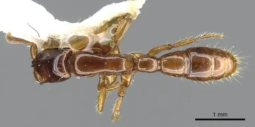 Acanthostichus quirozi specimen CASENT0903674 image casent0903674_1