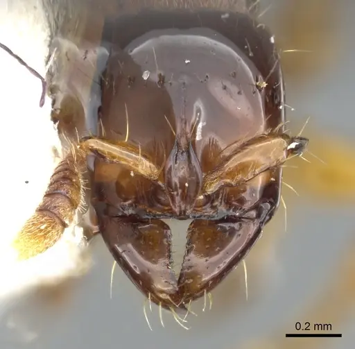 Acanthostichus quirozi specimen CASENT0903674 image casent0903674_2