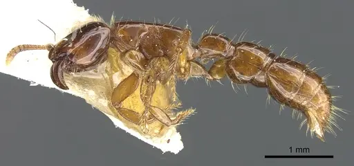 Acanthostichus quirozi specimen CASENT0903674 image casent0903674_3
